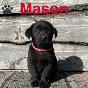 Mason, Black Labrador Retriever Puppy